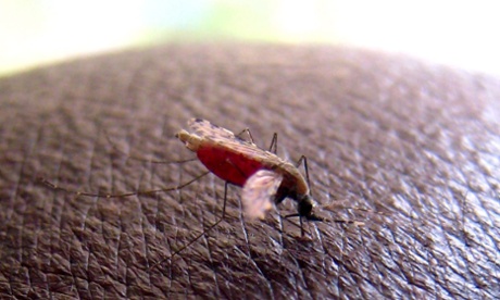 A Anopheles Gambiae mosquito, a vector for the malaria parasite, draws blood while biting a researcher at the International Centre for Insect Physiology and Ecology (ICIPE) insect research facility in Nairobi, Kenya, 23 April 2008.