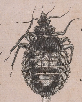 bedbug