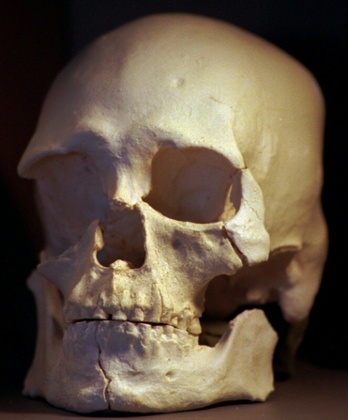 A plastic copy of the skull of 9,000-year-old Kennewick Man. New DNA analysis of the skeleton has shown a close match with the Native American Colville tribe.