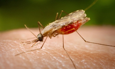 A female <em>Anopheles stephensi</em> feeding on human blood. The mosquito carries the parasite which causes malaria.