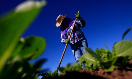 A worker labors at farm outside San Luis, Arizona.