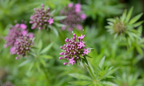 Large-styled crosswort