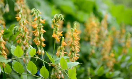 Lathyrus aureus (Golden perennial sweet pea)