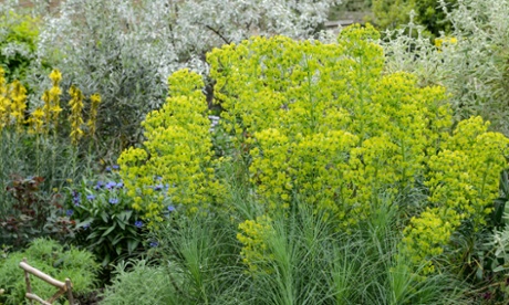 Euphorbia 'Lambrook Gold'