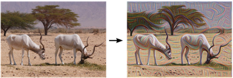 An ibex grazing, pre- and post-edge detection.