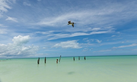 A pelican on Isla Holbox, where wildlife is a major draw for tourists.