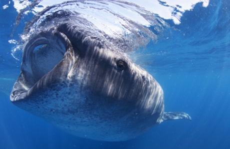 A whale shark feeds off Isla Holbox.