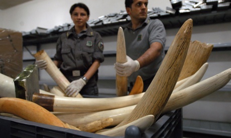 Ivory seized in Italy during operation 