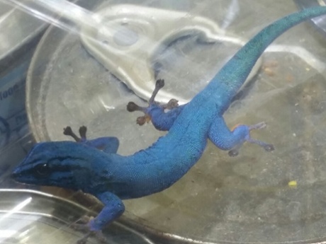 Live gheko seized in UK during operation 