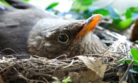 Blackbird in its nest
