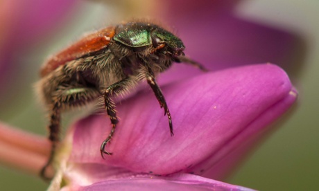 Garden chafer (Phyllopertha horticola).