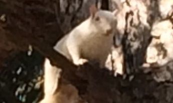 Squint closely, and you will see the ghostly shape of a squirrel.
