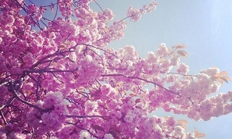 Full many a flower is born to blush unseen