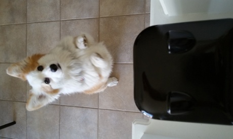 PetBot hi-tech treat dispenser