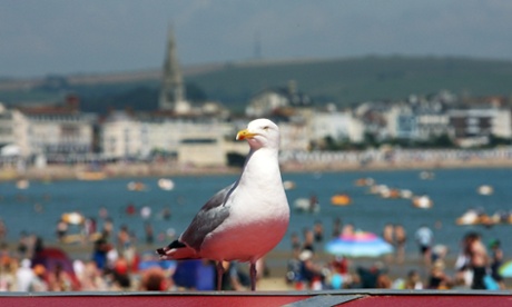 A seagull stands in the foreground as people gather on Weymouth beach.