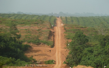 Palm trees in Sime Darby concession, north-western Liberia. Since the end of 2010, large parts of the last great primary forest of Liberia disappear to make way for palm oil in defiance of traditions and local customs closely linked to forest.