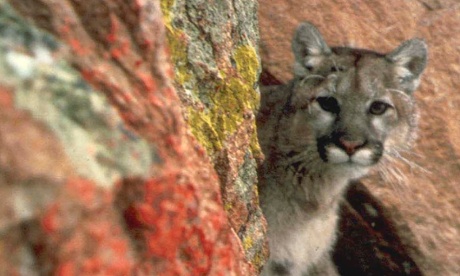A a cougar (Felis concolor) in the western region of the US. Its eastern cousins have been declared extinct.