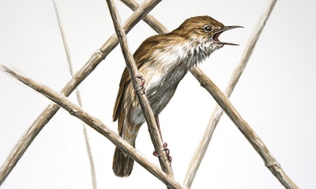 Savi's warbler. Illustration by George Boorujy