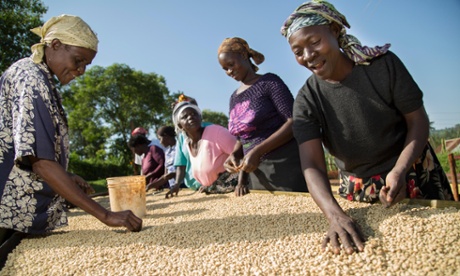 Cooperative members sort coffee on drying beds at Orinde Farmers' Cooperative Society, Kenya.