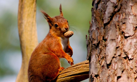 A red squirrel with a pine cone in its mouth