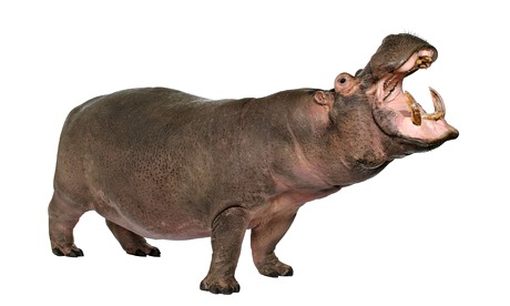 Hippopotamus Hippopotamus amphibius 30 years in front of a white background