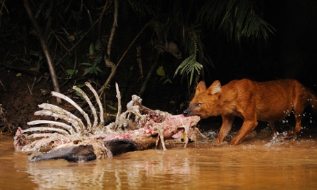 Dhole (Cuon alpinus) on a Sambar deer kill in Khao Yai National Park in Thailand