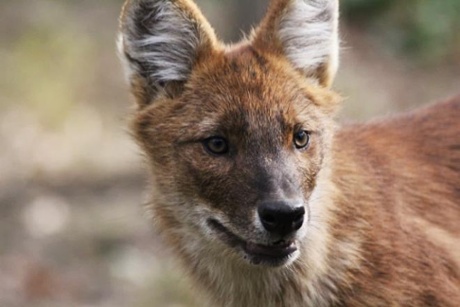 A dhole at the Minnesota Zoo.