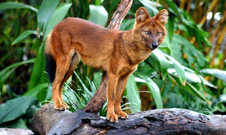 A captive dhole at the Taronga Zoo.