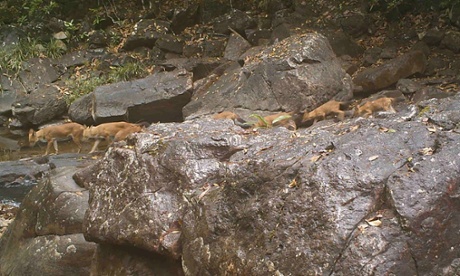 Large pack of dholes in Virachey National Park.