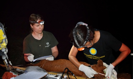 Jenks and Nucharin Songsasen taking body measurements of an anesthetized dhole.