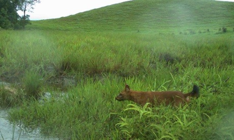 Dhole on camera trap in remote region of Virachey National Park in Cambodia.