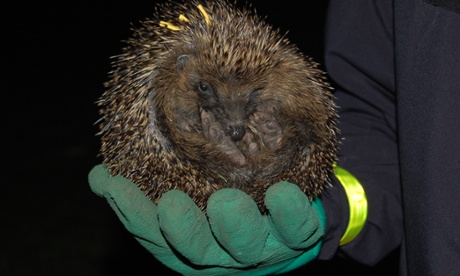 Hedgehog in Regents Park