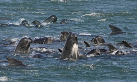 Long-finned Pilot Whale pod - Globiocephala melaena (in Wales)