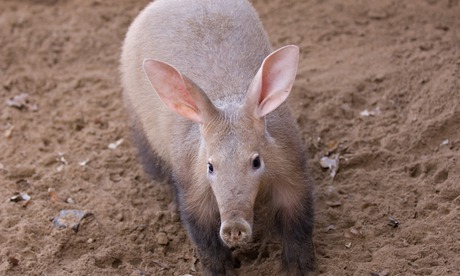Aardvarks 
