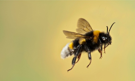No escape? The bumble bee. Photograph: Alamy