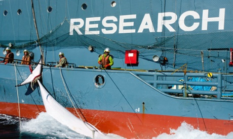 Japanese whaling fleet's harpoon vessel Yushin Maru No 2, with a minke whale in the Southern Ocean.