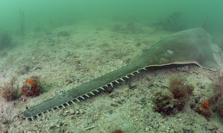 A sawfish in the Everglades, Florida.
