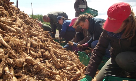 Parsnip gleaning in Norfolk.