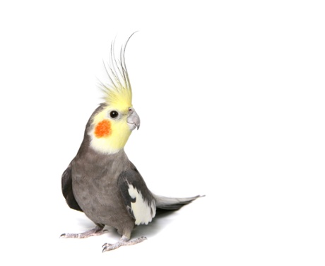 Adult male cockatiel, Nymphicus hollandicus, on white.