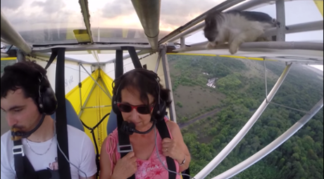 Cat remains unnoticed