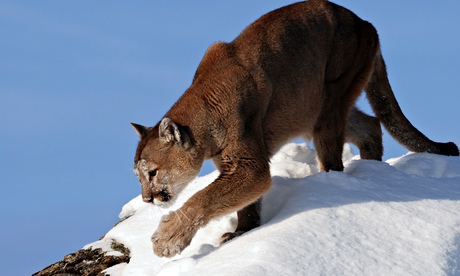 Mountain Lions: Big Cats in High Places: Natural World. Photograph: Mark Elbroch/Panthera/BBC