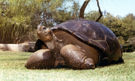 Speed, a Galapagos tortoise that has been at the zoo since 1933