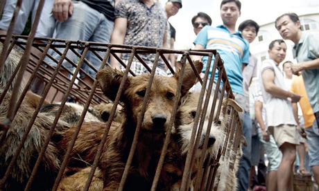 Is it OK to eat dogs?