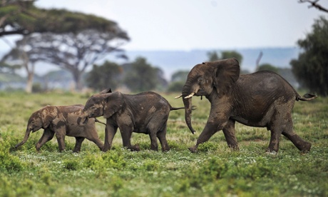 Picture taken on December 30, 2012 shows elephants calves playing at the Amboseli game reserve, approximately 250 kilometres south of Nairobi.