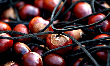 Conkers strung for battle … Photograph: Chris Radburn/PA Wirebattle