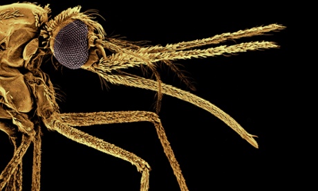 A microscopic image of the malaria-carrying Anopheles mosquito.