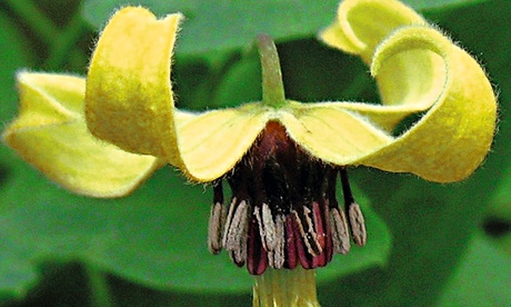 Clematis 'Harry Smith'