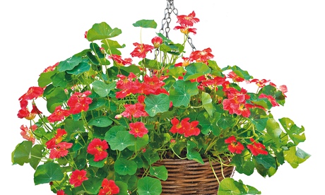 Hanging basket