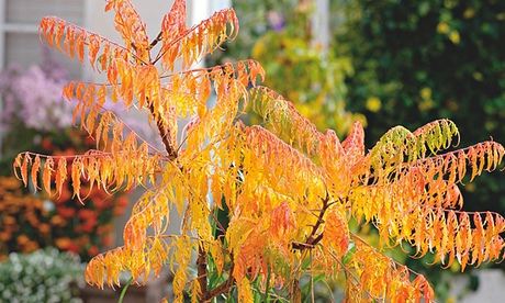 Rhus typhina 'Dissecta'
