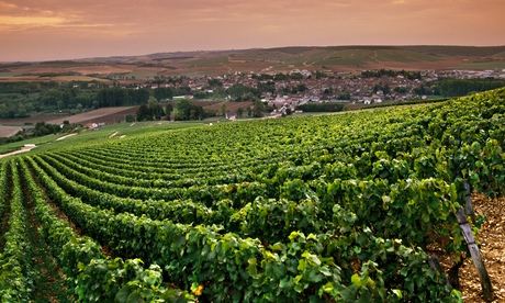 chablis wine growing in the sun